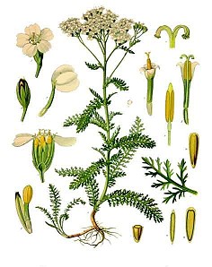 achillea millefolium